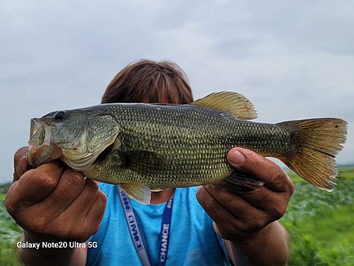 ブラックバスの釣果