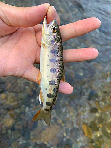 ヤマメの釣果