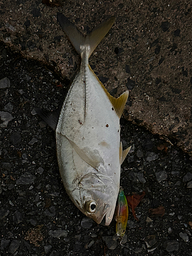 メッキの釣果