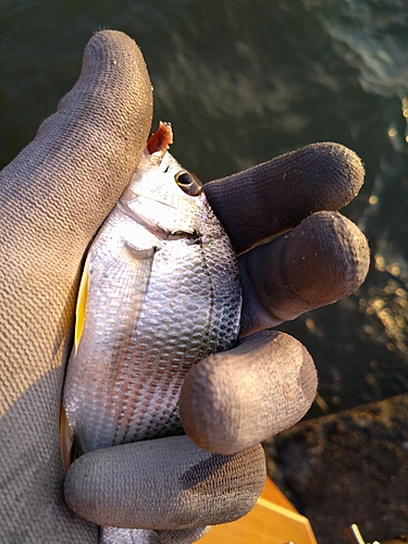 キビレの釣果