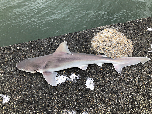 サメの釣果