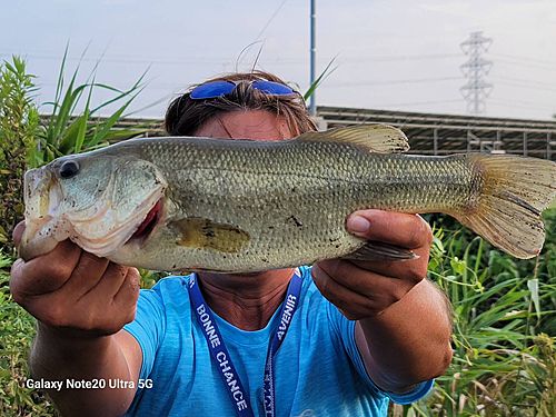ブラックバスの釣果
