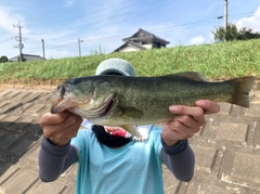 ブラックバスの釣果