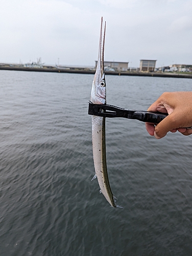 ダツの釣果