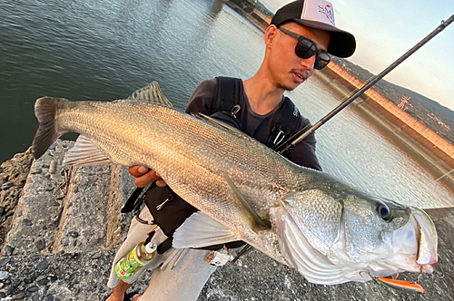 シーバスの釣果