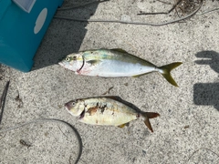 ツバスの釣果