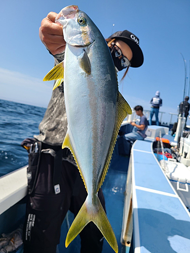 ヒラマサの釣果