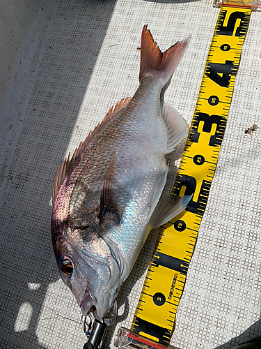 マダイの釣果