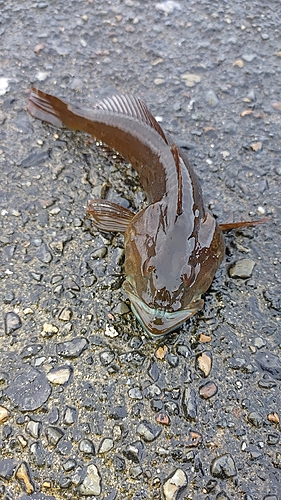 ハゼの釣果