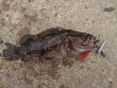 タケノコメバルの釣果