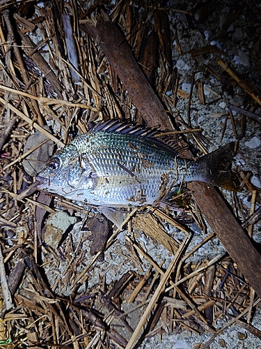 シタビラメの釣果