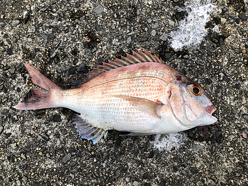 マダイの釣果