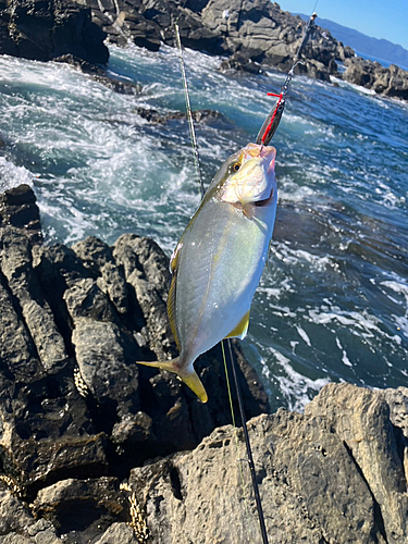 ショゴの釣果