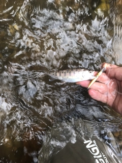 ヤマメの釣果