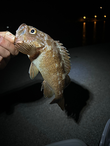 ガヤの釣果