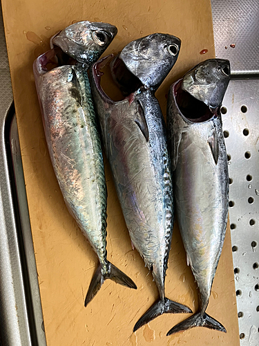 マルソウダの釣果