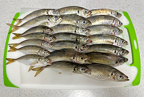 アジの釣果