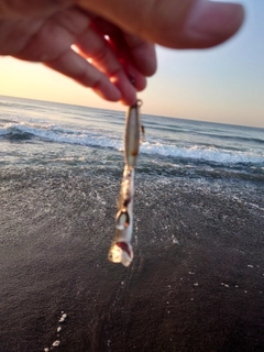 イワシの釣果