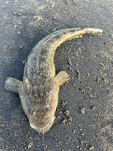 マゴチの釣果