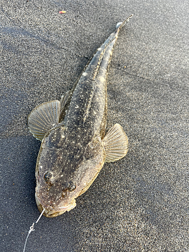 マゴチの釣果