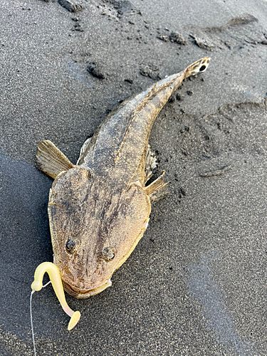 マゴチの釣果