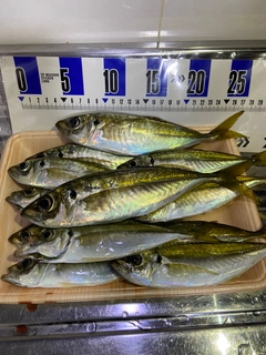 アジの釣果