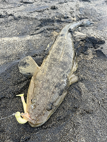 マゴチの釣果