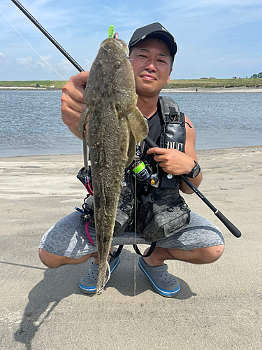 マゴチの釣果