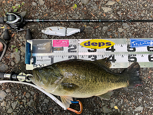 ブラックバスの釣果