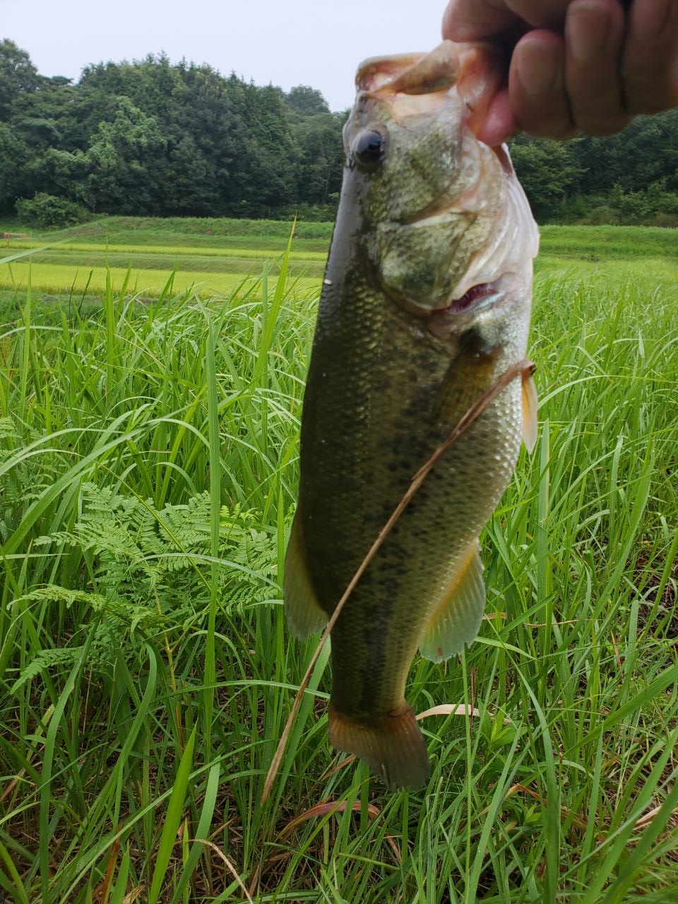 ブラックバス