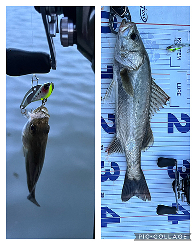 シーバスの釣果