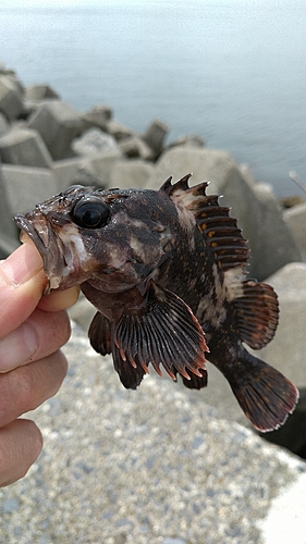 ハチガラの釣果