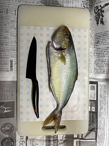 ネリゴの釣果