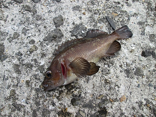 ガヤの釣果