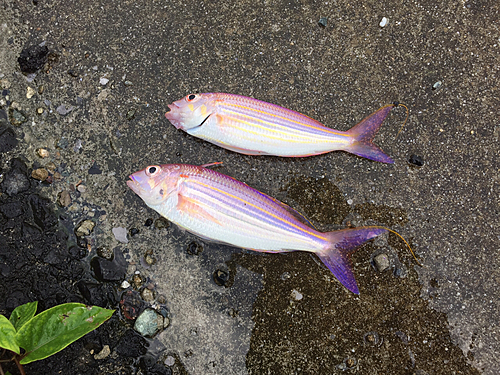 イトヨリダイの釣果