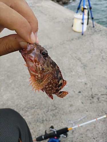 カサゴの釣果