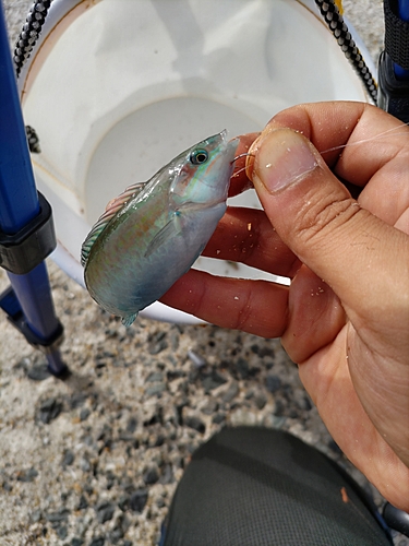 キュウセンの釣果