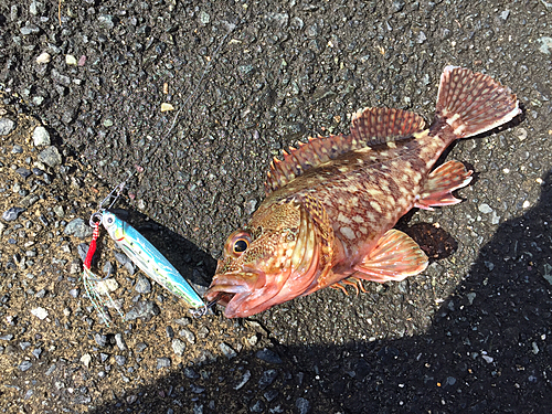 カサゴの釣果