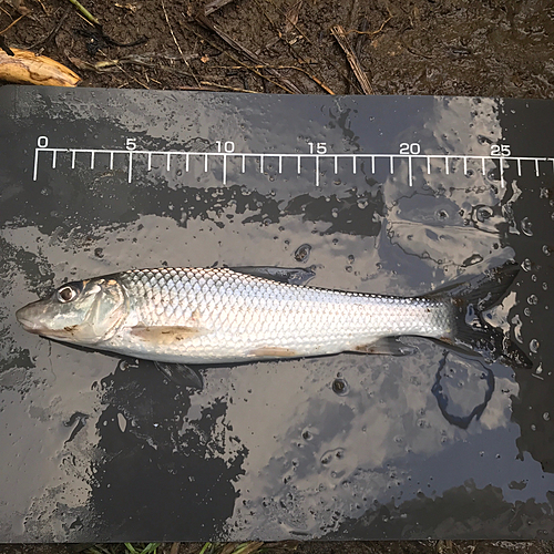 ニゴイの釣果