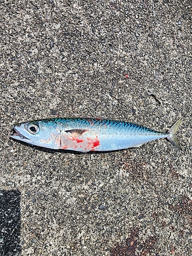 サバの釣果