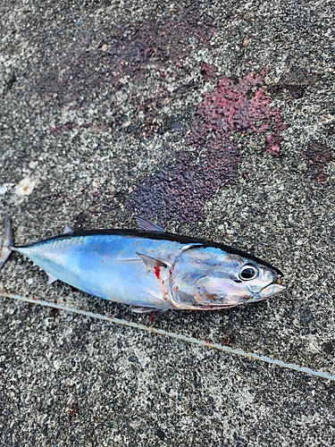 ソウダガツオの釣果