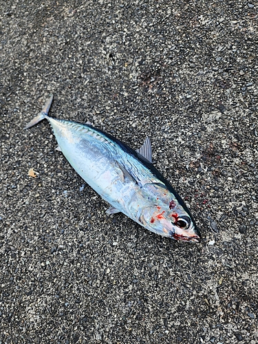 ソウダガツオの釣果