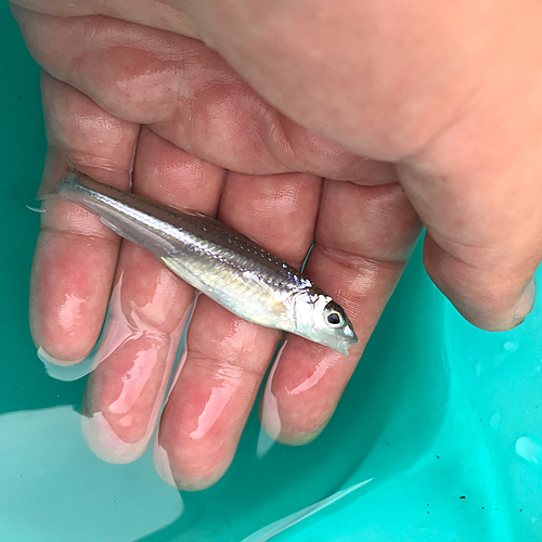 オイカワの釣果