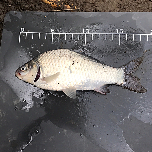 ヘラブナの釣果