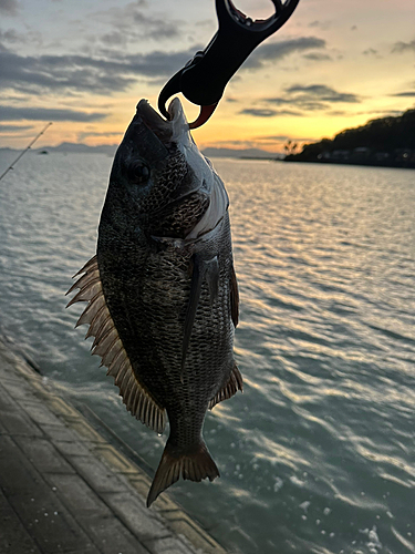 クロダイの釣果