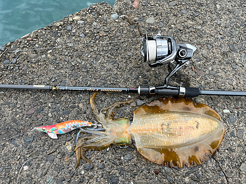 アオリイカの釣果