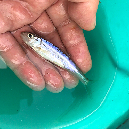 オイカワの釣果