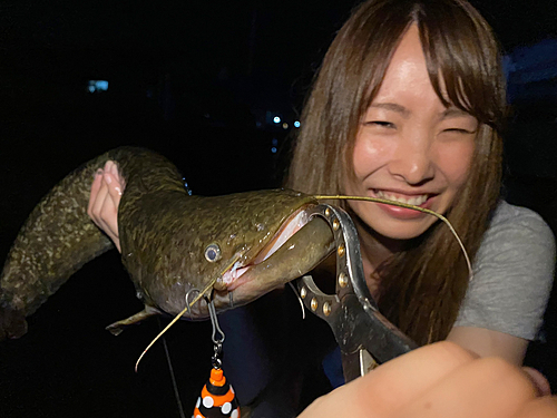 ナマズの釣果