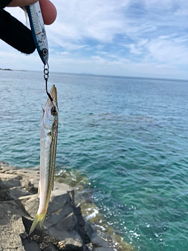 カマスの釣果