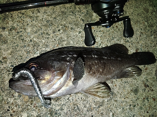 クロソイの釣果